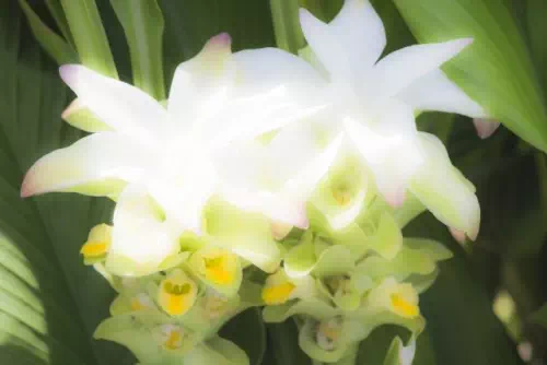 ウコンの花